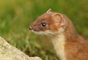 A headshot of a Stoat, Mustela Erminea, hunting around in the grass at the British Wildlife Centre.