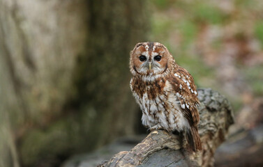 A Tawny Owl, Strix aluco, sitting on a tree stump at the British Wildlife Centre.