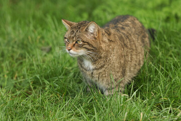 Naklejka na ściany i meble A Wildcat, Felis silvestiris, standing in the grass at the British Wildlife Centre.
