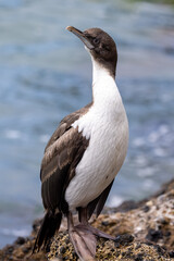 Otago Shag Endemic to New Zealand