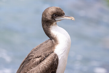Otago Shag Endemic to New Zealand