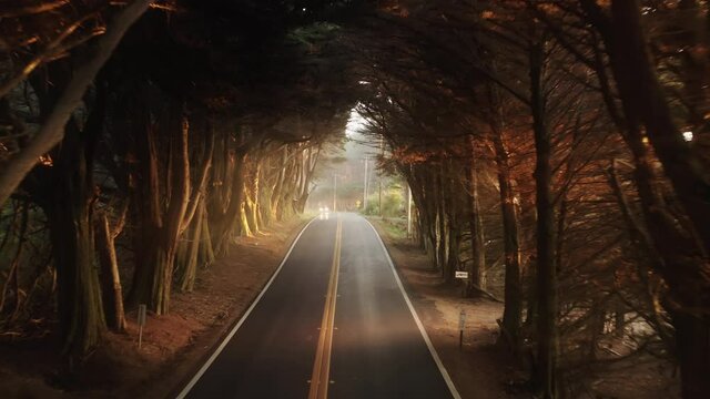 Cinematic natural view of empty road in cypress forrest alley. Scenic aerial flight in dense forest tunnel with magical beautiful golden light glowing through the tree branches at sunset or sunrise 4K