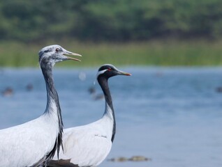 Portrait of demoiselle crane. Grus virgo. Demoiselle crane at river. 