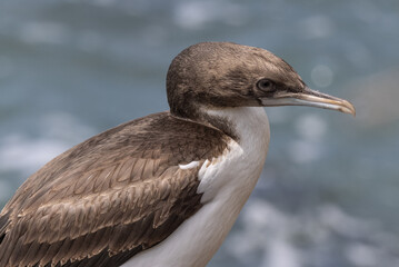 Otago Shag Endemic to New Zealand