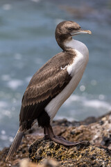 Otago Shag Endemic to New Zealand