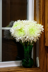 Fresh bouquet of white chrysanthemums with pale green middles in a dark green vase in a kitchen window
