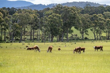 Close up of Stud Beef bulls and cows grazing on grass in a field, in Australia. breeds include...