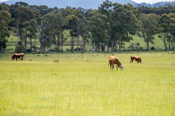 Close up of Stud Beef bulls and cows grazing on grass in a field, in Australia. breeds include...
