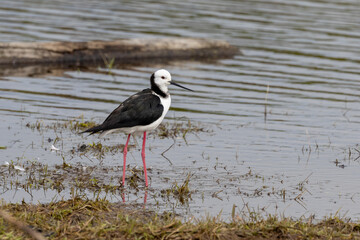 Pied Stilt in New Zealand