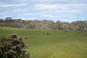 Close up of Stud Beef bulls and cows grazing on grass in a field, in Australia. breeds include...