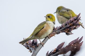 Silvereye Passerine in New Zealand