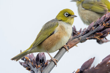 Silvereye Passerine in New Zealand