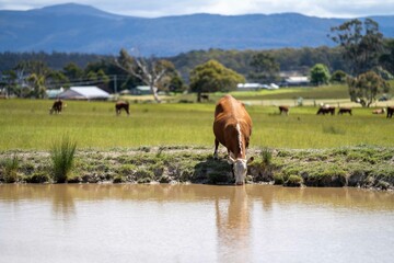 Close up of Stud Beef cows drinking out of a dam in a field, in Australia. breeds of cattle include...