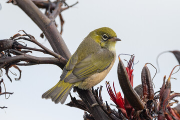 Silvereye Passerine in New Zealand