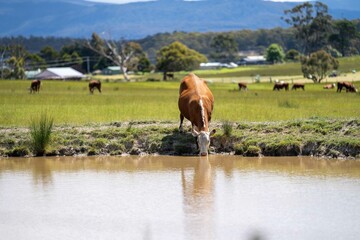 Close up of Stud Beef cows drinking out of a dam in a field, in Australia. breeds of cattle include...