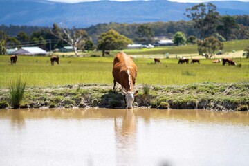 Close up of Stud Beef cows drinking out of a dam in a field, in Australia. breeds of cattle include...