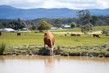 Close up of Stud Beef cows drinking out of a dam in a field, in Australia. breeds of cattle include...
