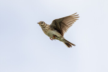 Eurasian Skylark in New Zealand