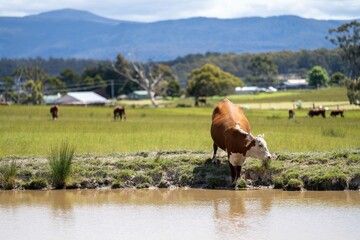 Close up of Stud Beef cows drinking out of a dam in a field, in Australia. breeds of cattle include...