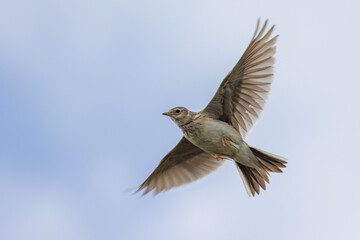 Eurasian Skylark in New Zealand