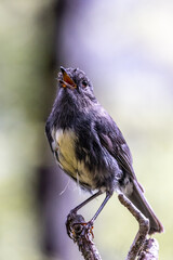 South Island Robin Endemic to New Zealand
