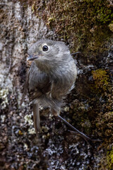 South Island Robin Endemic to New Zealand