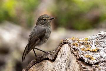South Island Robin Endemic to New Zealand