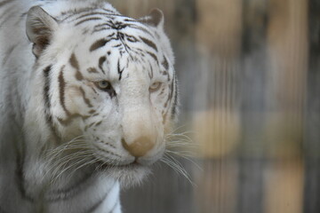 ホワイトタイガー