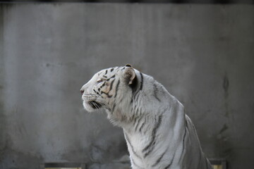 ホワイトタイガー