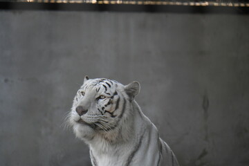 ホワイトタイガー