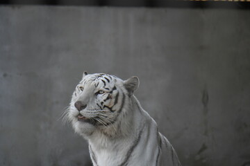 ホワイトタイガー