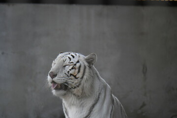 ホワイトタイガー