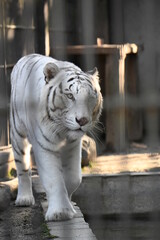 ホワイトタイガー