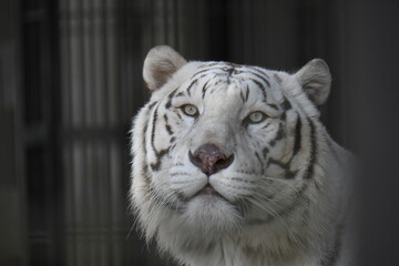 ホワイトタイガー