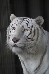 ホワイトタイガー