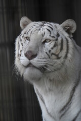 ホワイトタイガー