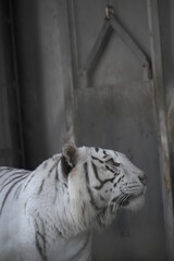 ホワイトタイガー