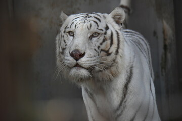 ホワイトタイガー