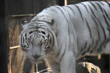 ホワイトタイガー