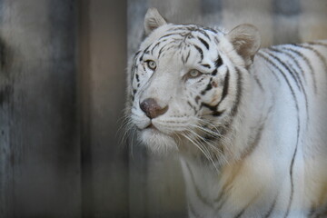 ホワイトタイガー