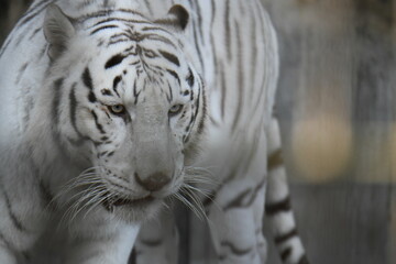 ホワイトタイガー