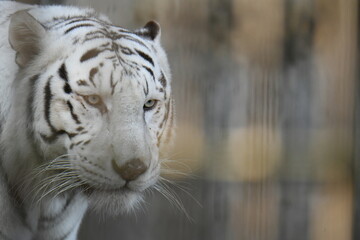 ホワイトタイガー