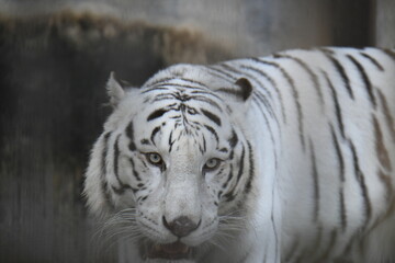 ホワイトタイガー