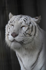 ホワイトタイガー