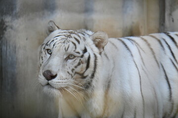 ホワイトタイガー