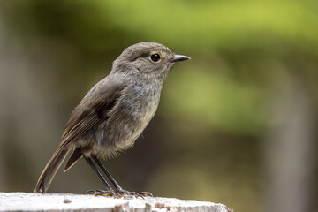 South Island Robin Endemic to New Zealand