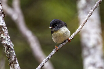 South Island Tomtit Endemic to New Zealand