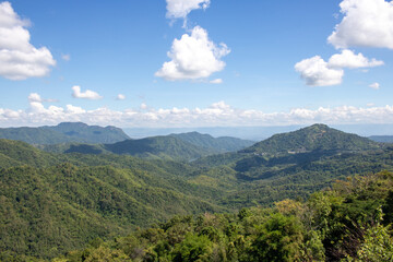 landscape in the summer