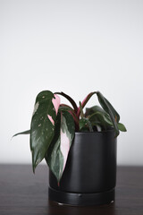 Philodendron Pink Princess