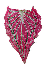 Pink Caladium bicolor leaf isolated on white background included clipping path.